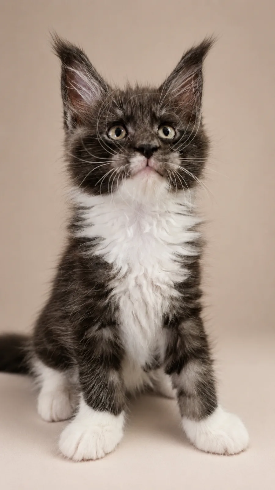 Chaton BARON